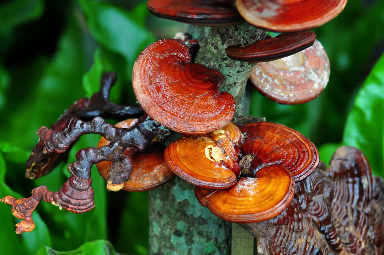 🍄 REISHI: El Hongo Milenario que Fortalece tu Sistema Inmunológico de Forma Natural