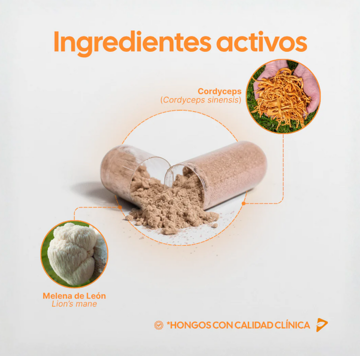 FOCUS - Organic Lion's Mane Mushroom - Organic Caterpillar Mushroom